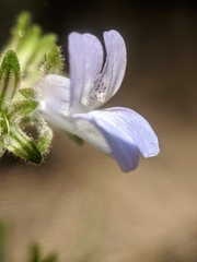 Collinsia childii
