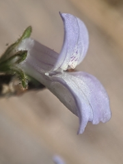Collinsia childii