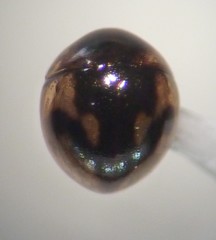 Agathidium maculosum