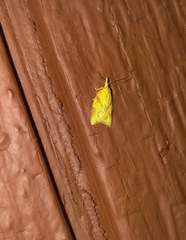 Cenopis reticulatana