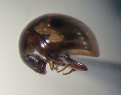 Agathidium maculosum