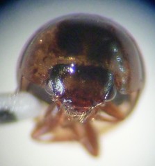 Agathidium maculosum