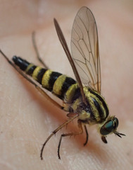 Thereva aurata
