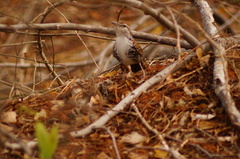 Thryophilus pleurostictus