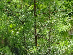 Juniperus oxycedrus badia