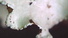 Cetrelia cetrarioides