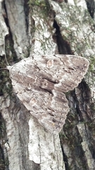 Catocala myristica