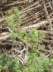 Spermolepis inermis
