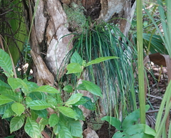 Vittaria lineata image