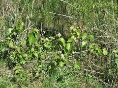 Vitis acerifolia