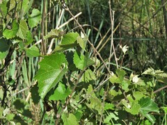 Vitis acerifolia