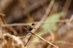 Erythrodiplax umbrata