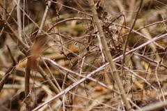 Thryophilus pleurostictus