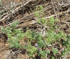 Spermolepis inermis