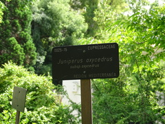 Juniperus oxycedrus oxycedrus