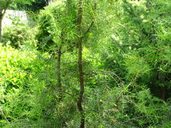 Juniperus oxycedrus oxycedrus