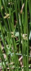 Juncus effusus pacificus