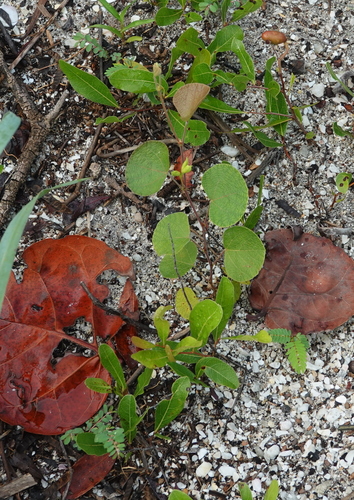 Image of Rhynchosia michauxii by (c) Claire Herzog, some rights reserved (CC BY)