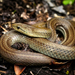 Chilean Slender Snake - Photo (c) Felipe Rabanal, some rights reserved (CC BY-NC), uploaded by Felipe Rabanal