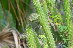 Harrisia aboriginum