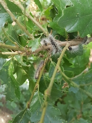 Thaumetopoea processionea