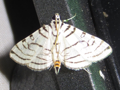 Conchylodes concinnalis