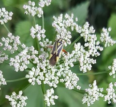 Brachycoleus decolor