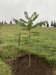 Toxicodendron striatum
