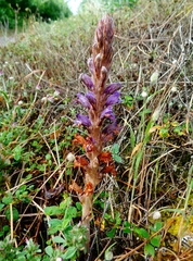 Phelipanche arenaria