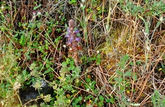 Phelipanche arenaria