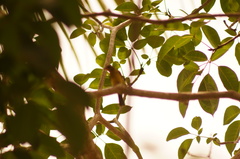 Passerina leclancherii