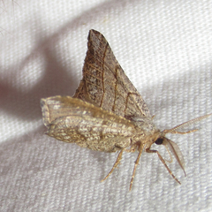 Eumacaria madopata