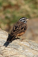 Emberiza tahapisi