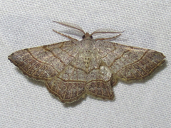 Eumacaria madopata