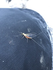 Stenacron interpunctatum interpunctatum