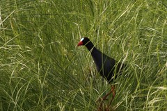 Porphyrio alleni