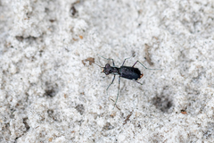 Cicindela scabrosa