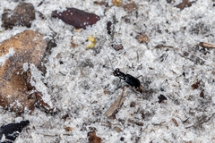 Cicindela scabrosa