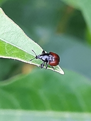Attelabinae