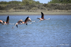 Phoenicopterus chilensis