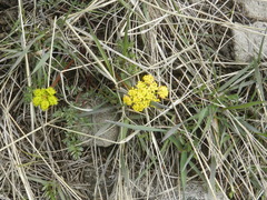 Lomatium cous