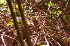 Granatellus venustus