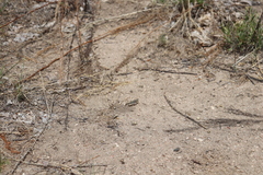 Pardalophora apiculata