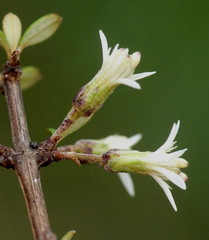 Olearia virgata