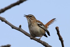 Cercotrichas leucophrys