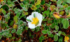 Chrysanthia reitteri