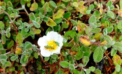 Chrysanthia reitteri