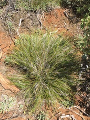 Carex xerophila