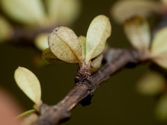 Olearia virgata