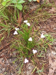 Callisia graminea